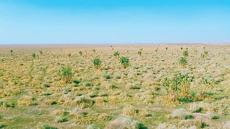 ضبط مواطن ارتكب مخالفة رعي في محمية الملك عبدالعزيز الملكية