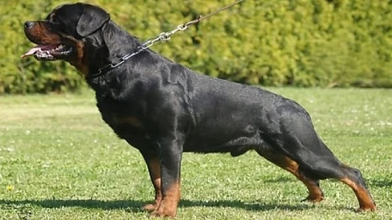 كلب يهجم بشكل مفاجئ على صاحبته