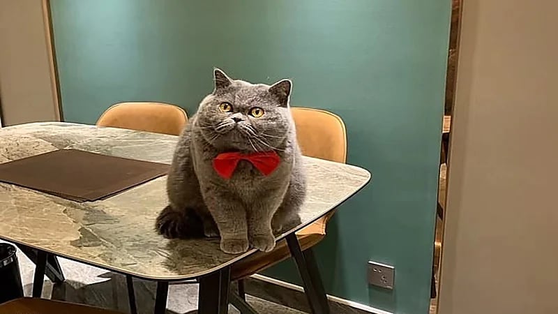 بالفيديو.. لحظة بكاء قط بحرقة بعدما تركته صاحبته وحيدًا