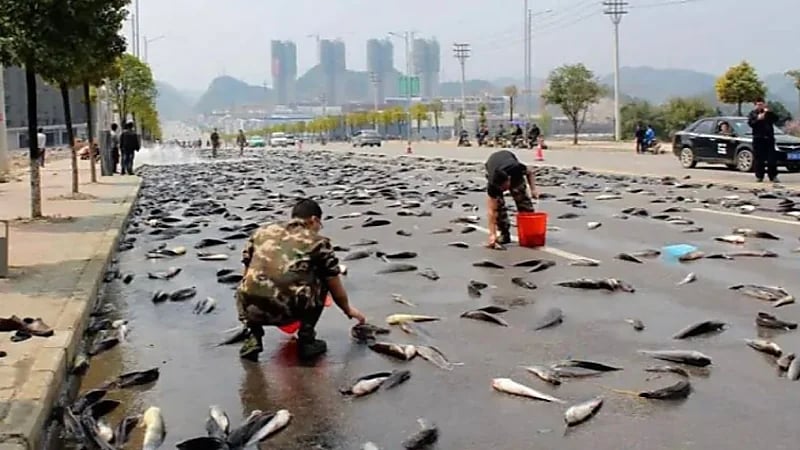 تساقط الأسماك كالأمطار من السماء في ظاهرة تثير ذعر السكان