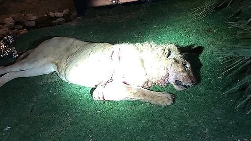 بالفيديو.. أول ظهور للأسد الذي افترس صاحبه بالرياض