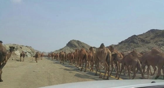 إبل سائبة تهدد بوقوع حوادث على طريق الطائف