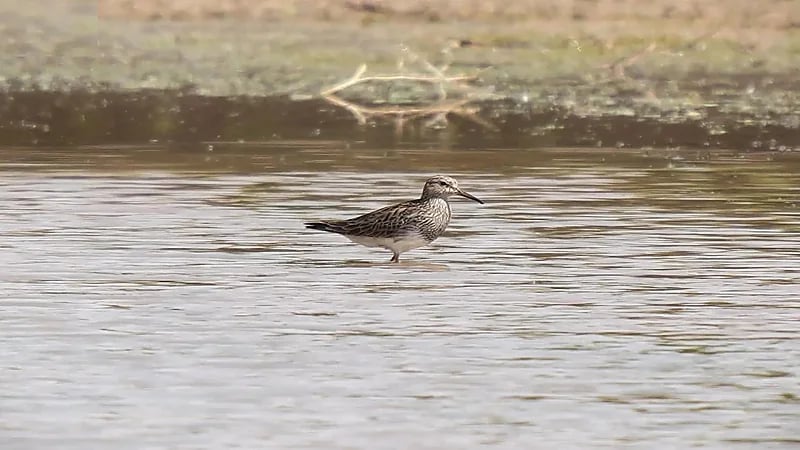 طائر الطيطوي النبطاء لأول مرة داخل محمية الملك عبدالعزيز الملكية