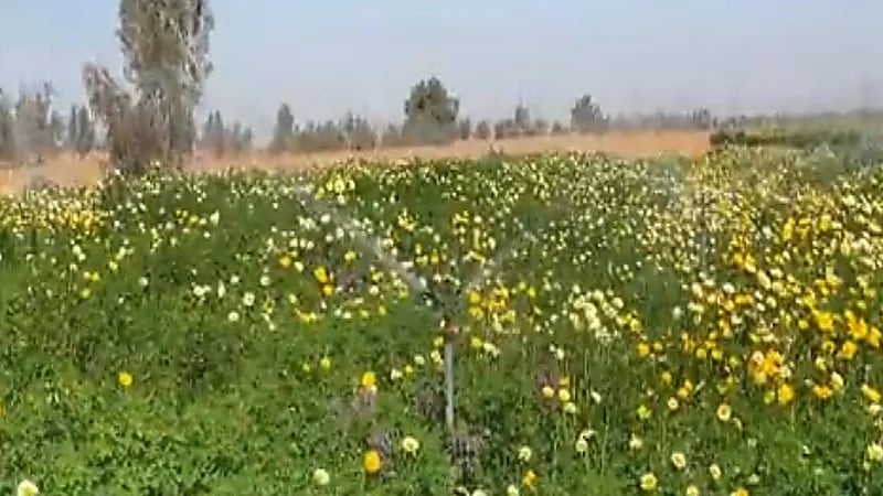 شاهد.. مواطن يكتب اسم ولي العهد بنبات الأقحوان والديدحان