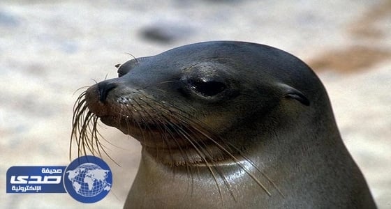 بالفيديو.. كلب البحر يوقع فتاة في البحيرة ووالدها ينقذها بأعجوبة