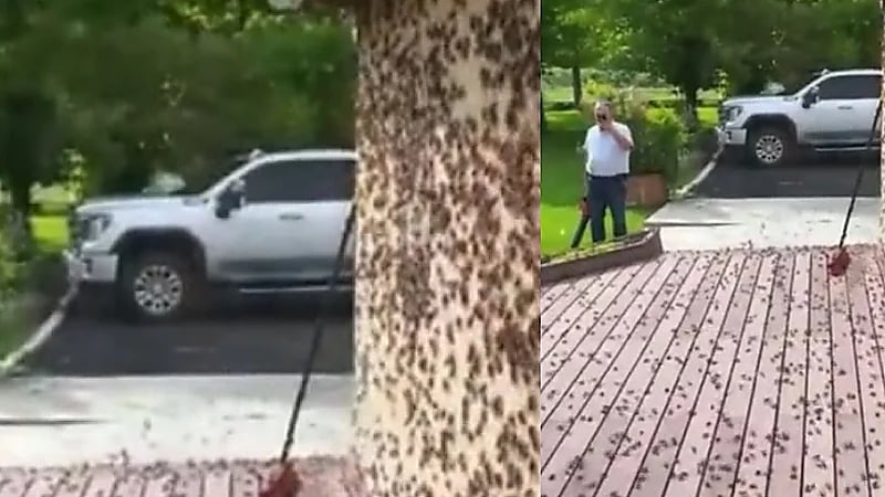 أسراب من الصراصير تثير الذعر في أمريكا.. فيديو