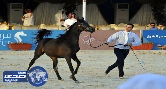 ⁠⁠⁠⁠⁠اختتام بطولة جمال الخيل العربية الأصيلة السادسة بالطائف