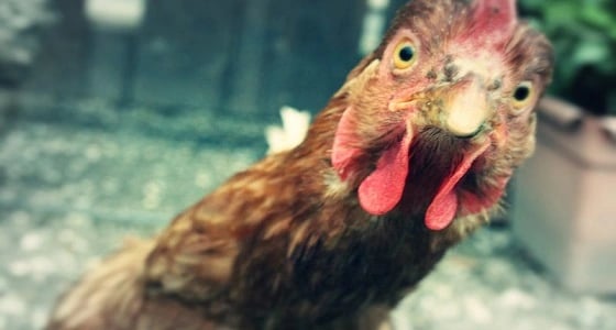 حبه للدجاج أدى لمطالبة زوجته الاسترالية بالطلاق