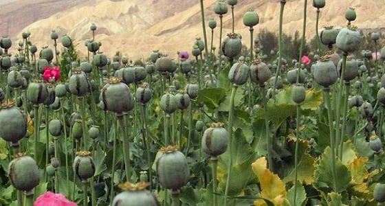 ولايات أمريكية تدرس تنفيذ أحكام الإعدام في مسجونيها بالأفيون