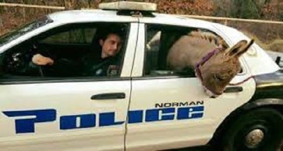 بالفيديو.. قوات الاحتلال تقبض على " حمار "