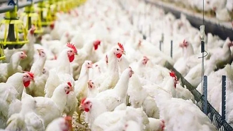 فرنسا تعلن ذبح 10 ملايين من الدواجن لتفشي أنفلونزا الطيور