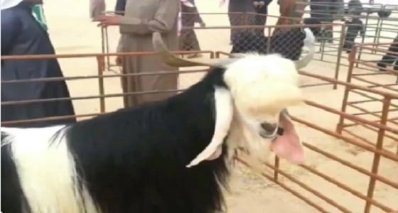 إجراء عمليات تجميل للماعز في الكويت