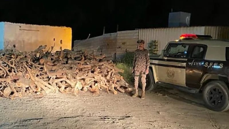 ضبط مخالفًا لنظام البيئة لاستخدامه حطبًا محليًا في الأنشطة التجارية بعسير .. فيديو