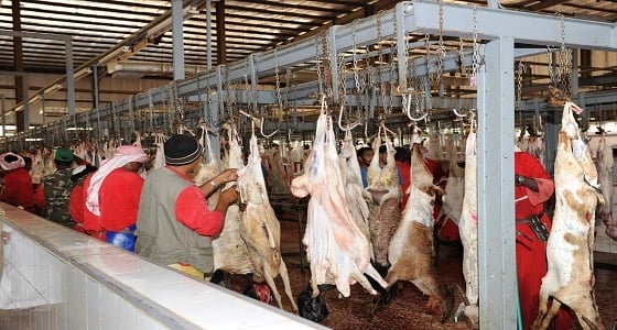 نقص عدد البيطريين الأبرز.. 7 ملاحظات على أداء مسالخ مكة بموسم الحج