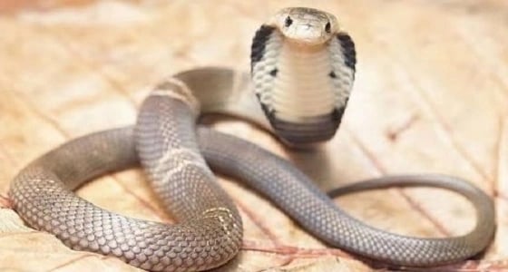 " كوبرا " تتسبب في نقل 60 شخصا إلى المستشفى