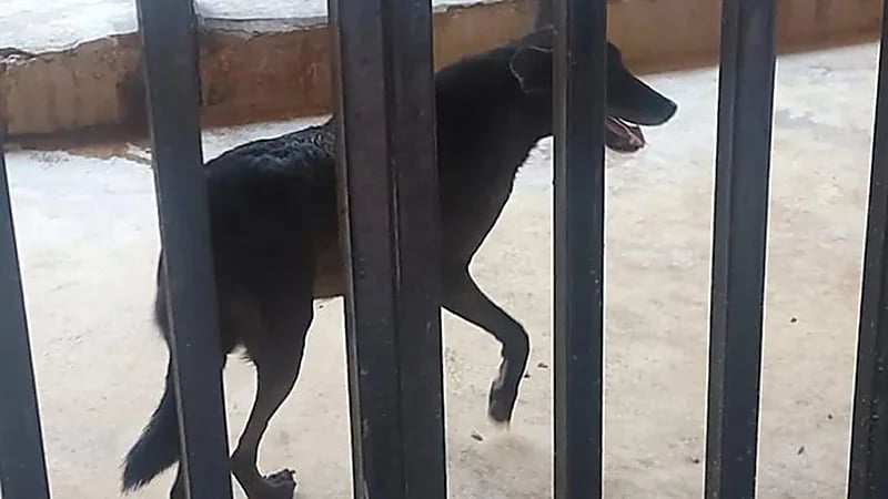 ضبط منشأة تعرض مفترسات بشكل مخالف في عسير