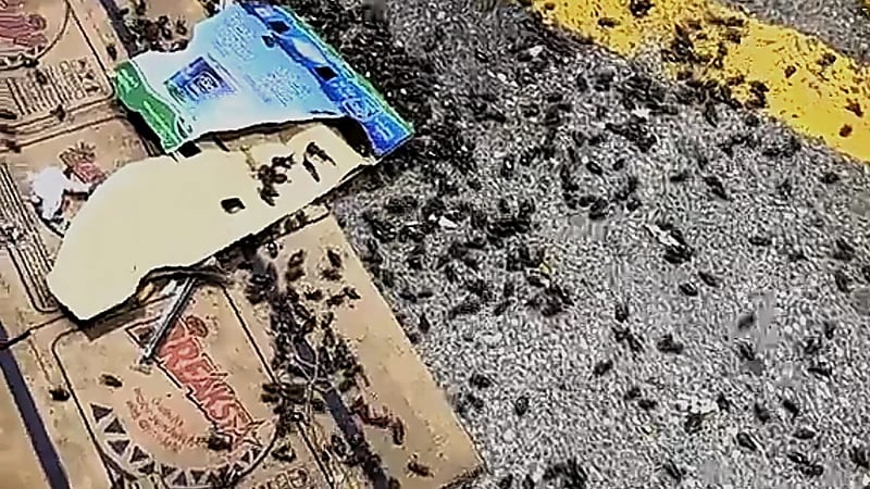 انتشار واسع لحشرة حبة القهوة في حفر الباطن يهدد الأشجار .. فيديو