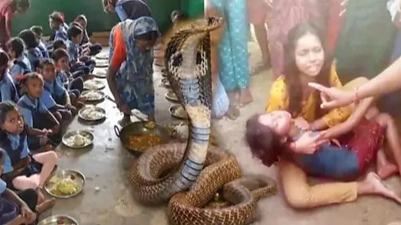 إصابة 100 تلميذ بتسمم بعد تناولهم وجبة احتوت على ثعبان ميت