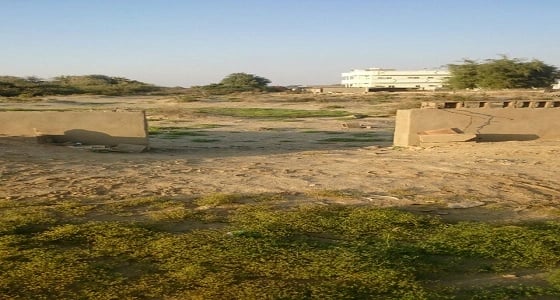 اصوات الأهالي " تستنجد بالمسؤولين في بلدية حلي بالقنفذه " المقابر مرتع للحيونات الضاله