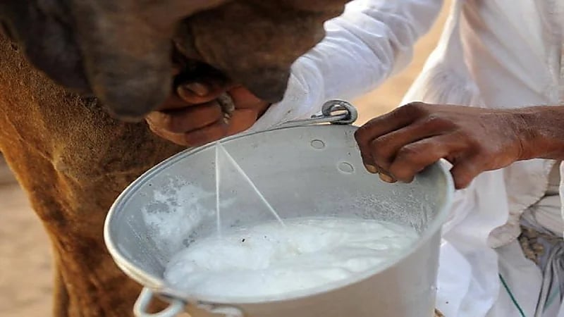 دراسة: حليب الإبل يحارب السكري