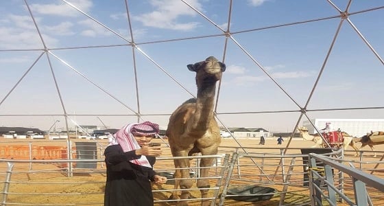 بالفيديو والصور.. أطول ناقة في مزاين الإبل تدخل " جينيس "