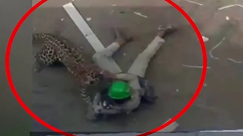 بالفيديو.. فهد هارب ينقض على رجل ويصيب 5 أشخاص بجروح