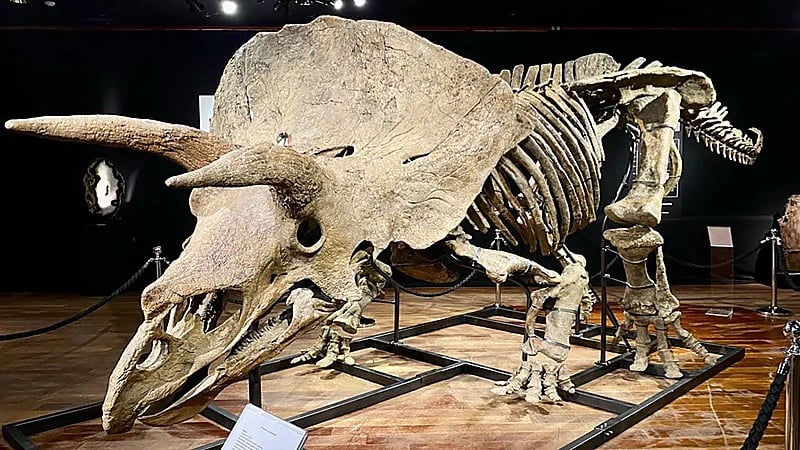 بيع أكبر ديناصور ثلاثي القرون بـ 6 ملايين دولار