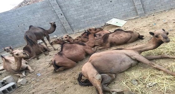 بالصور : بلدية أضم تضبط إبل سائبة على الشارع العام بضبيعة