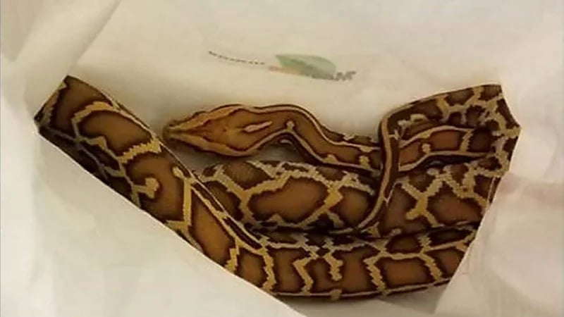 رجل يُهرب 3 ثعابين داخل سرواله