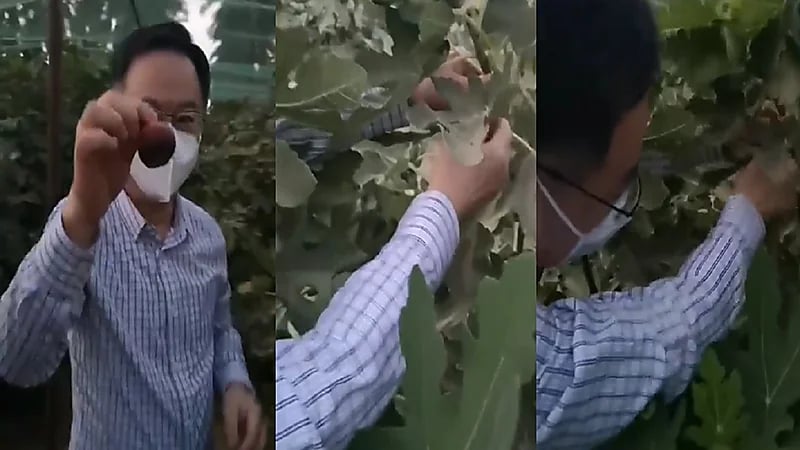 شاهد.. سفير الصين لدى المملكة يتذوق التمر والتين بمزرعة رجل الأعمال عبدالعزيز التويجري