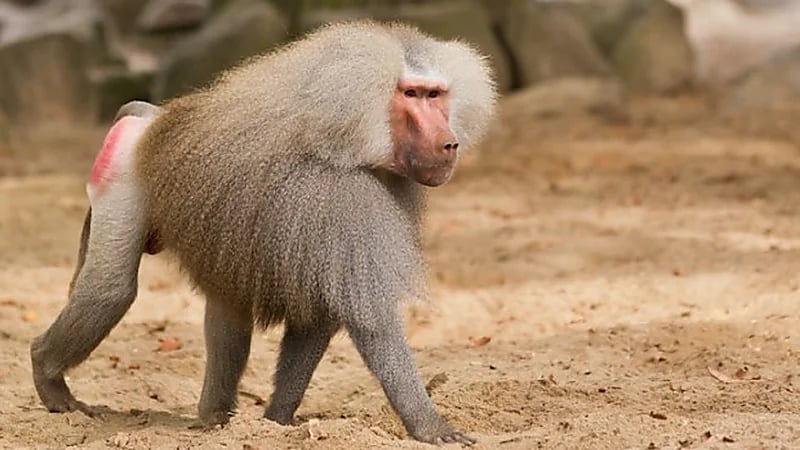 "الحياة الفطرية" تتحرك للحد من أضرار قرود البابون