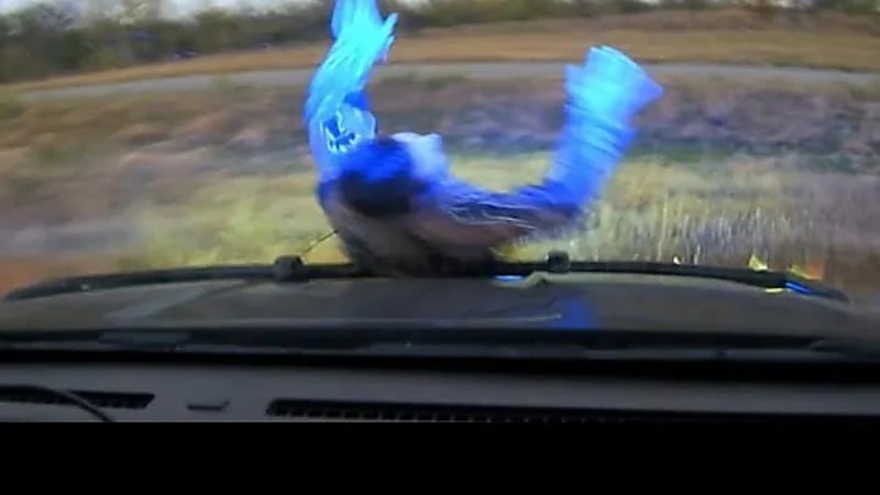 شاهد.. شرطي يطارد مشتبها به بسيارته ويصدمه عمدًا