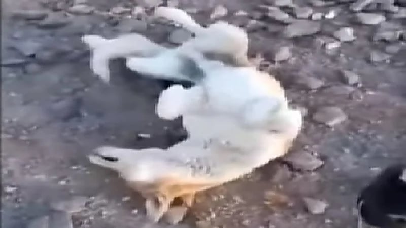 شاهد.. سقوط كلاب على الأرض بعد شم رائحة دهن العود