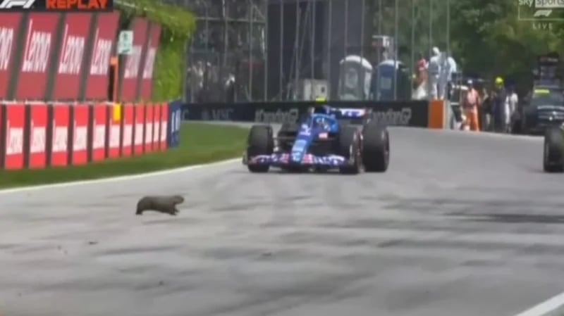 بالفيديو.. اقتحام قندس مضمار سباق فورملا 1