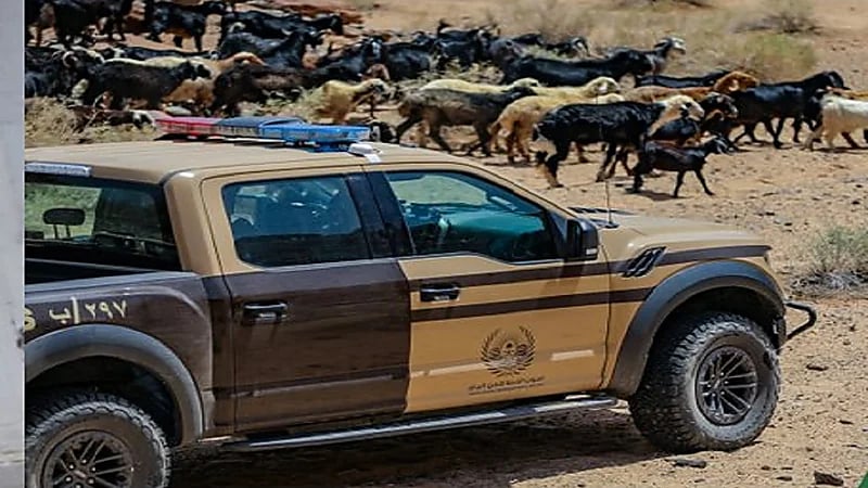 ضبط 16 مخالفًا لنظام البيئة لارتكابهم مخالفات رعي