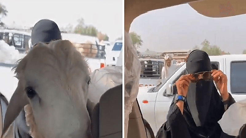 امرأة تبيع خروفها في حراج الغنم.. فيديو