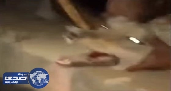 بعد نفوق أسماك بشاطىء الليث.. البيئة تكلف فريق عمل للوقوف على الأسباب