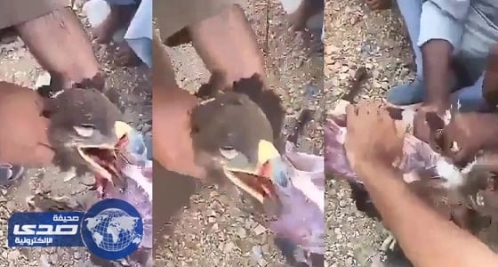 بالفيديو.. مواطنون يصطادون نسراً ويسلخونه