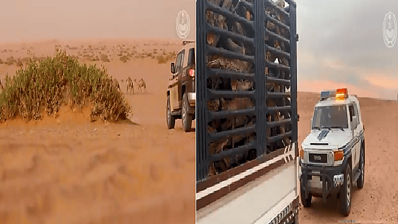 بالفيديو.. الإطاحة بـ 27 مخالف للأمن البيئي في عدة مناطق