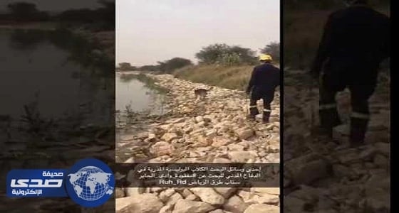 بالفيديو: لأول مرة... الكلاب البوليسية تشارك في البحث عن مفقودة وادي الحاير