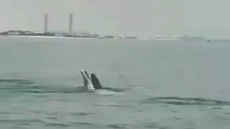بالفيديو.. ظهور الدلافين في الخيران بالكويت