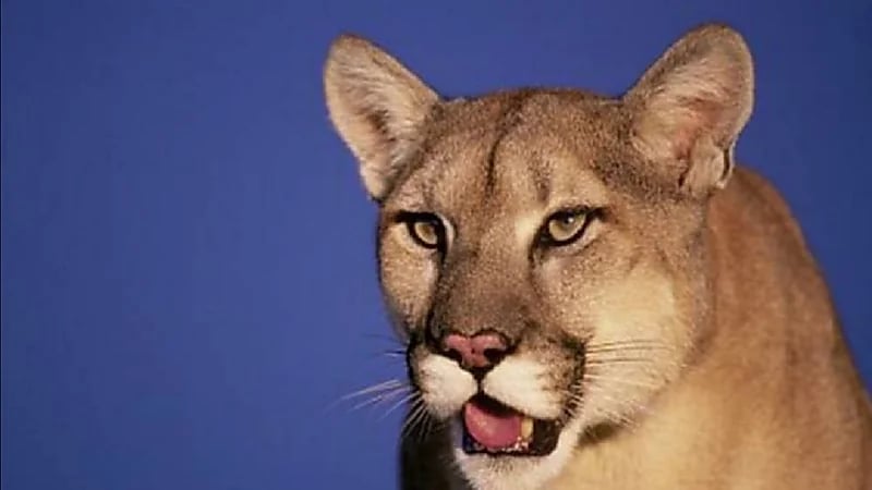 فيديو مرعب لكوغر يفاجأ تلميذاً داخل مرحاض المدرسة