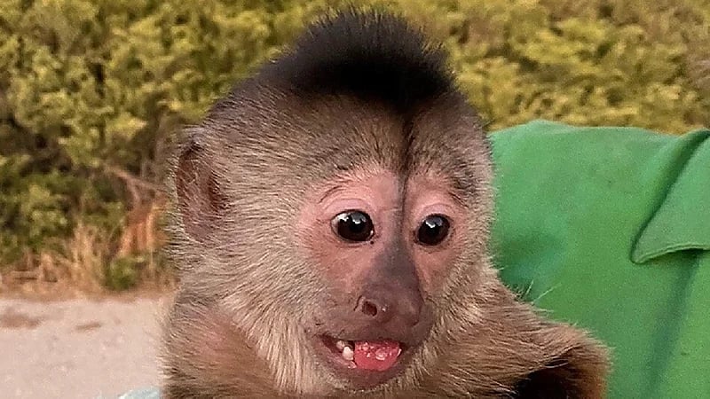 الطوارئ الأمريكية تتلقى نداء استغاثة من "قرد" !