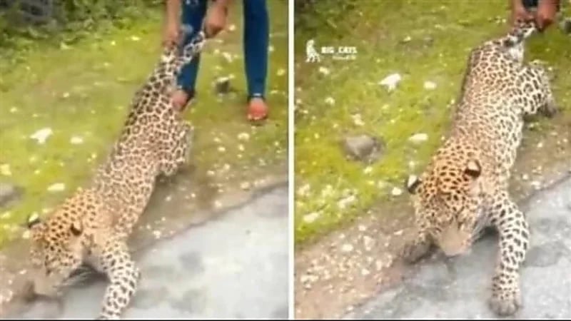 شاهد.. سحب رجل لنمر من ذيله 