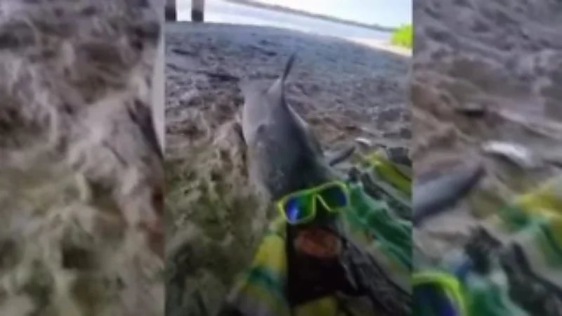 صورة لسمكة قرش ترتدي نظارة شمسية على الشاطئ تثير الجدل