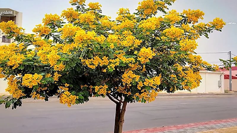 أنواع الأشجار المناسب زراعتها في البيوب وأخرى يجب تجنبها (فيديو)