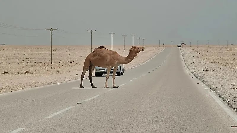 محامي: حوادث الإبل نهارًا مسؤول عنها قائد المركبة
