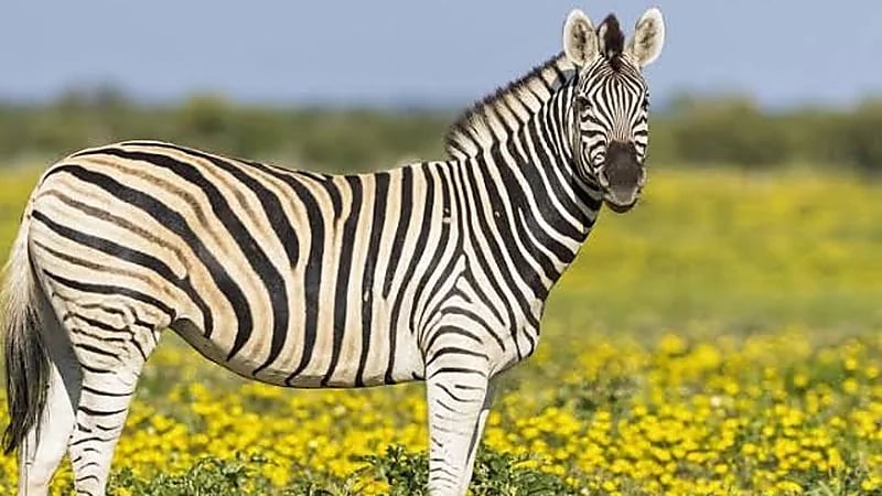 إعدام حمار وحشي عض يد صاحبه