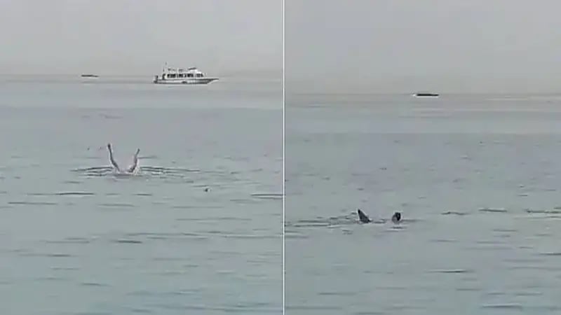 تصريحات نقيب صيادين بشأن قرش الغردقة تثير السخرية عبر مواقع التواصل