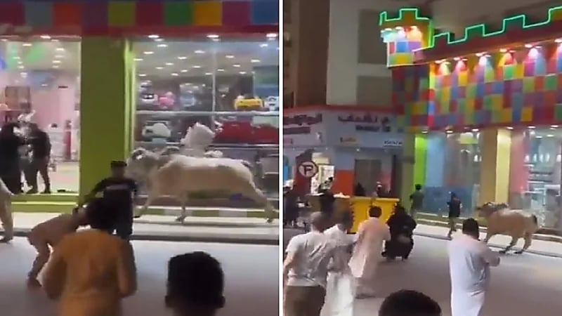 ثور يهاجم المارة في أحد شوارع الرياض.. فيديو